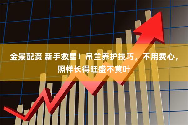 金景配资 新手救星！吊兰养护技巧，不用费心，照样长得旺盛不黄叶